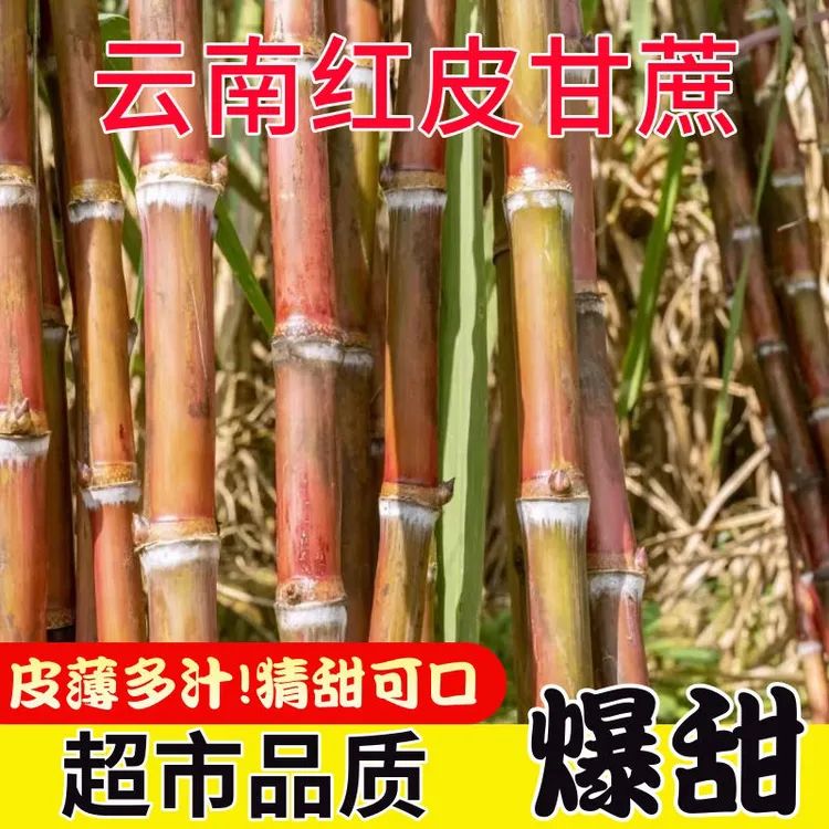 云南老品种红皮脆皮甘蔗新鲜食用爽口装现砍现发