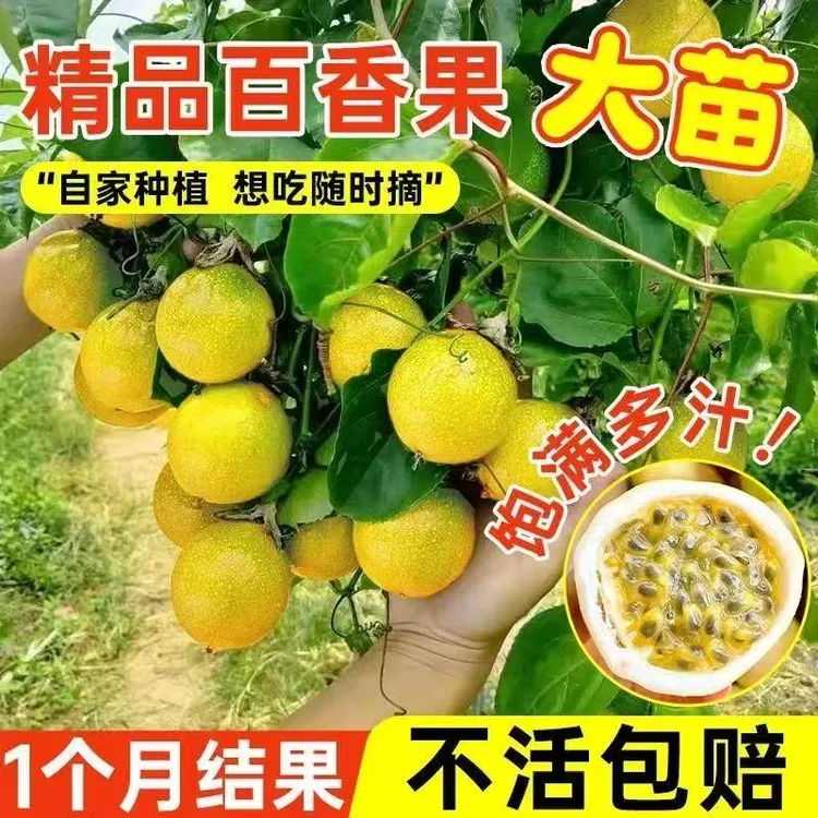 新品种纯甜黄金9号百香果嫁接苗台农百香果苗四季结果带土带叶