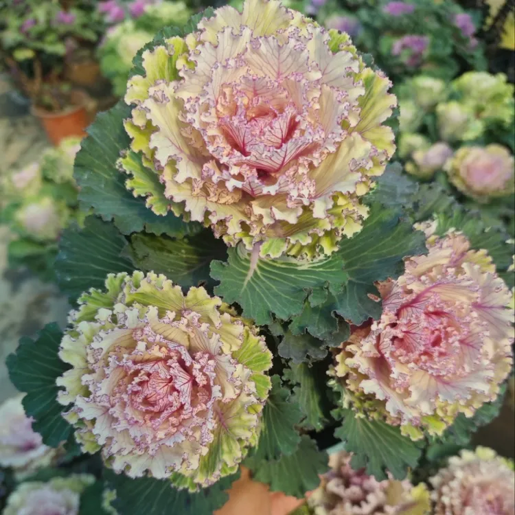 新品炫彩褶裙，炫彩玫瑰，一物一拍。