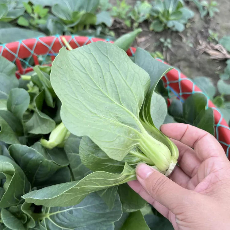 苏北露天小青菜顺丰包邮
