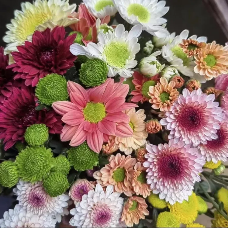 混色小菊家庭水养鲜切花云南基地直发