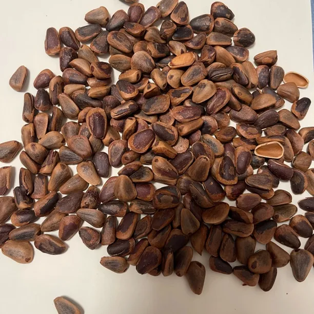 长白山25年新松子特大颗粒开口松子笨炒熟松籽原味无添加非油炸