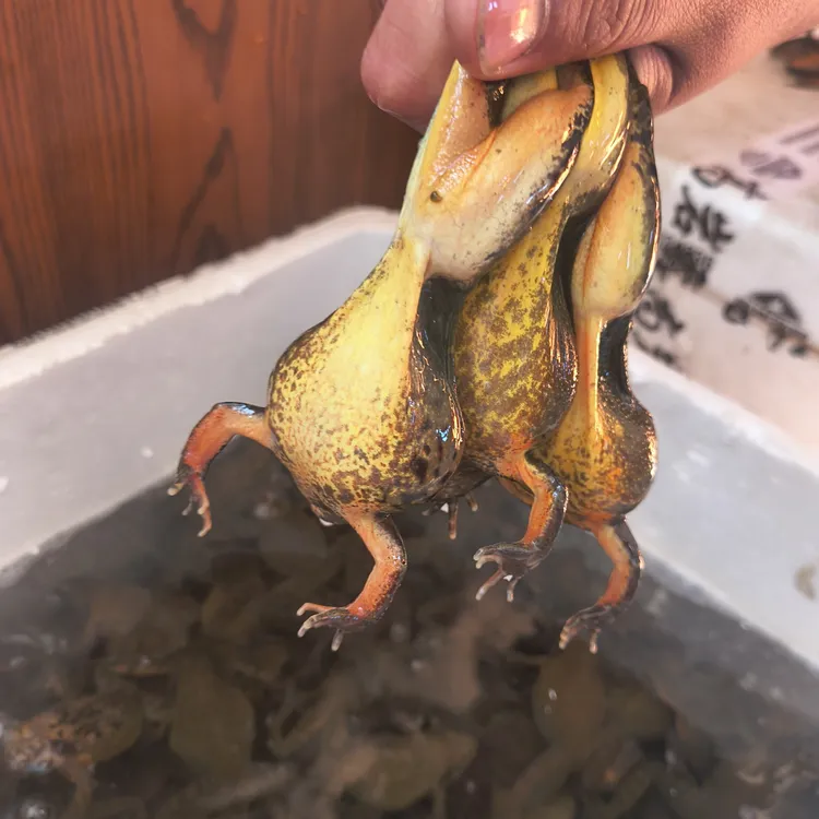 东北河鲜林蛙大母豹子