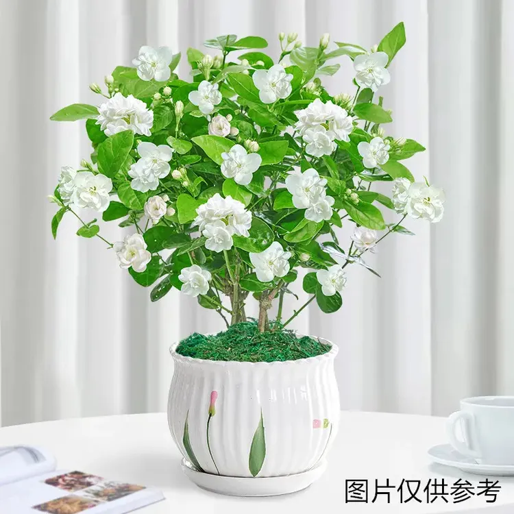 重瓣芳香茉莉花夏季开花芳香花卉植物室内花阳台四季美观树苗