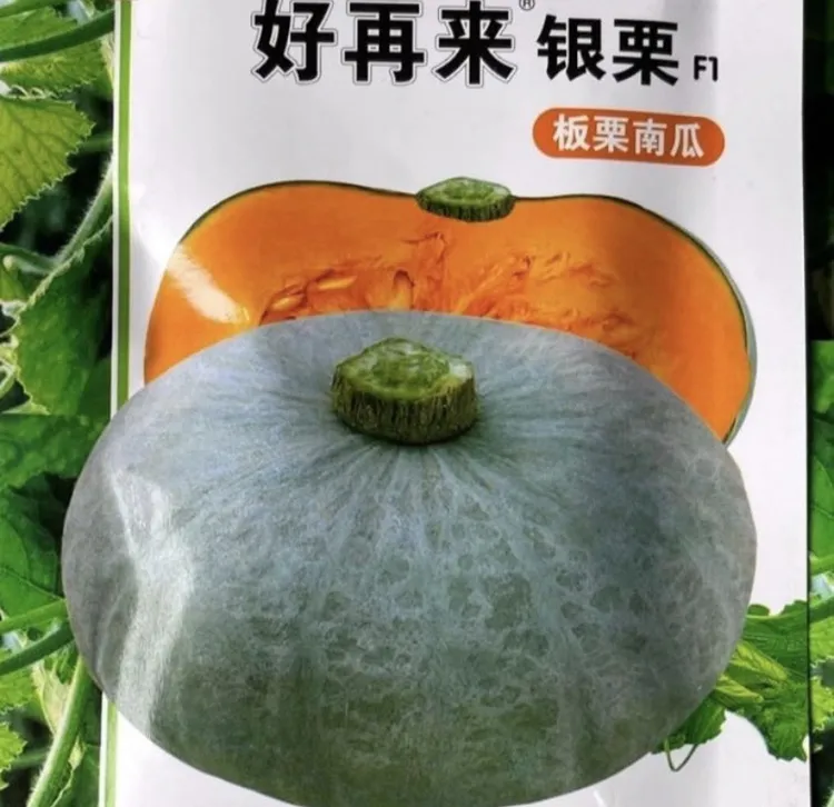 【好再来银栗南瓜种子】四季种植盆栽地栽阳台小院种植