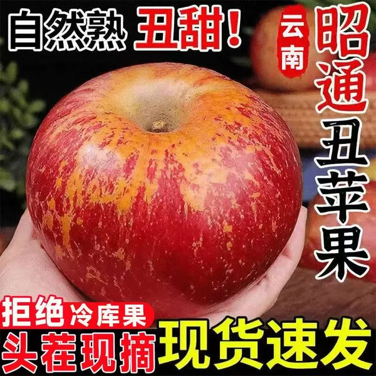 现摘现发2025年云南昭通丑苹果头茬新果新鲜脆甜苹果冰糖心