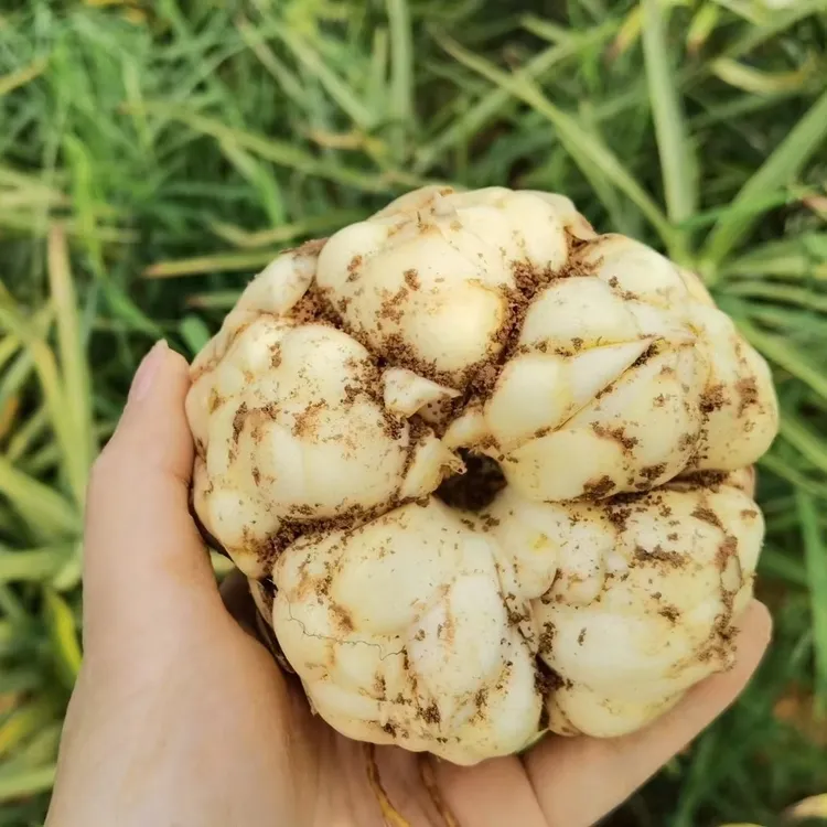 现挖长兴水囗百合云朵新鲜上市农产品5斤计划 ，也可以炒芹菜吃。