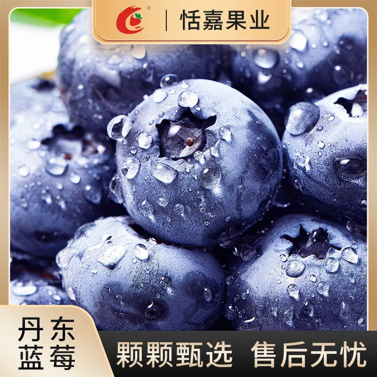 【顺丰包邮】丹东蓝莓现摘现发脆甜爆汁产地直发125g/盒香甜