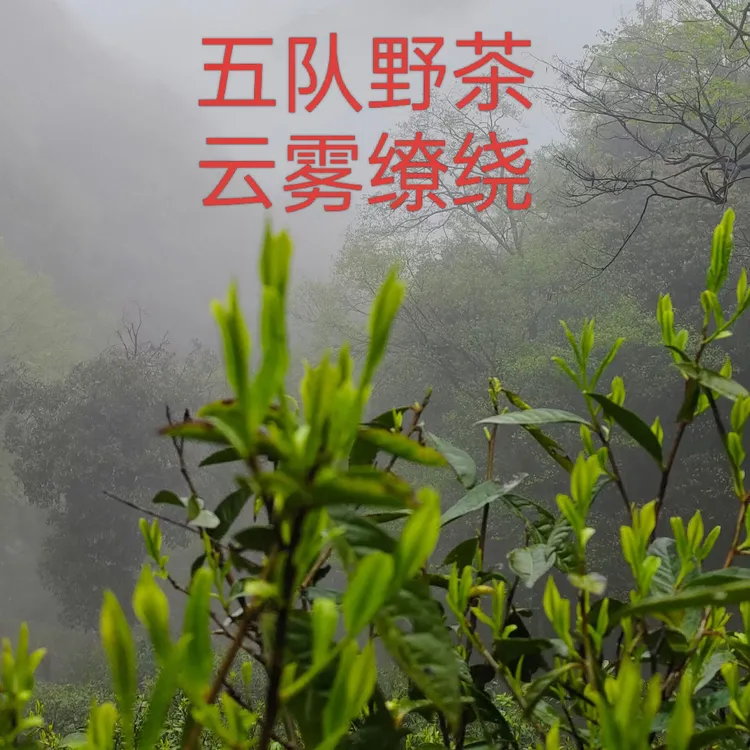 霄坑五队口粮茶，大叶马兰枝茶叶，香气浓郁，滋味醇厚，回甘持久