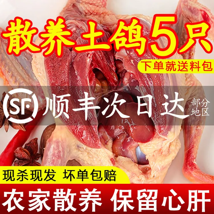 农家散养老鸽子现杀新鲜顺丰包邮老鸽子肉土鸽乳鸽整只宰杀生鲜