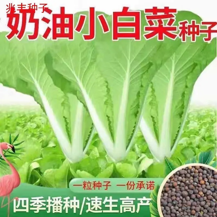 四季奶油小白菜种子速生白菜种子春夏秋季庭院盆栽耐热蔬菜种子