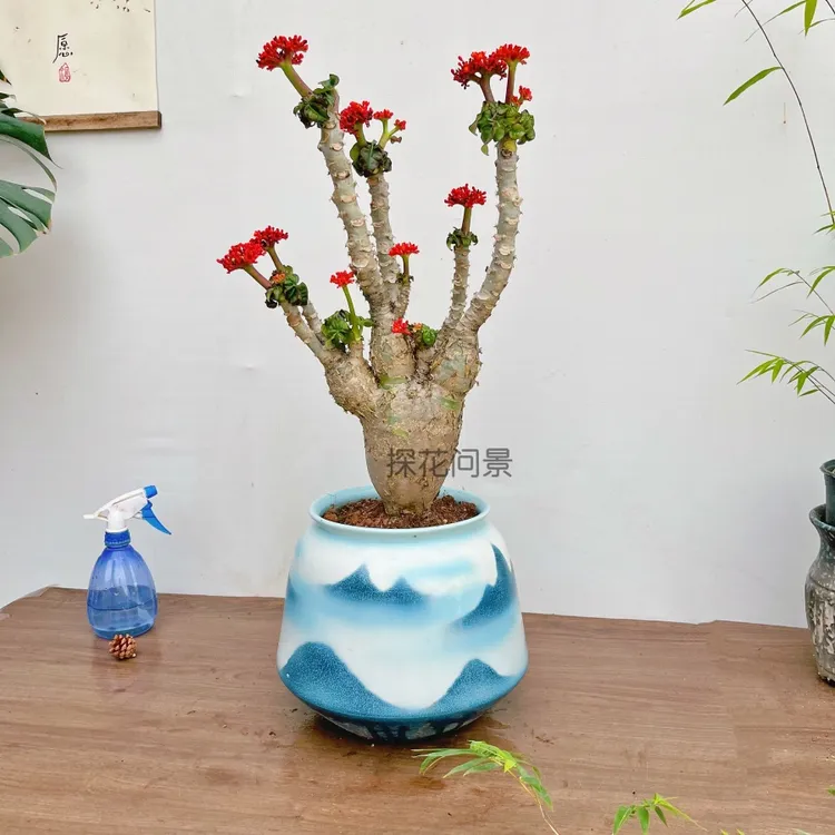 花卉盆栽佛肚海棠块根植物室内阳台庭院耐热耐旱四季开花好养绿植