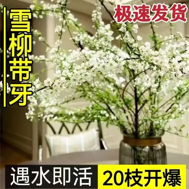 鲜枝雪柳耐寒花卉泡水开花水培冬季耐寒花卉干枝遇水家居室内绿植商品图