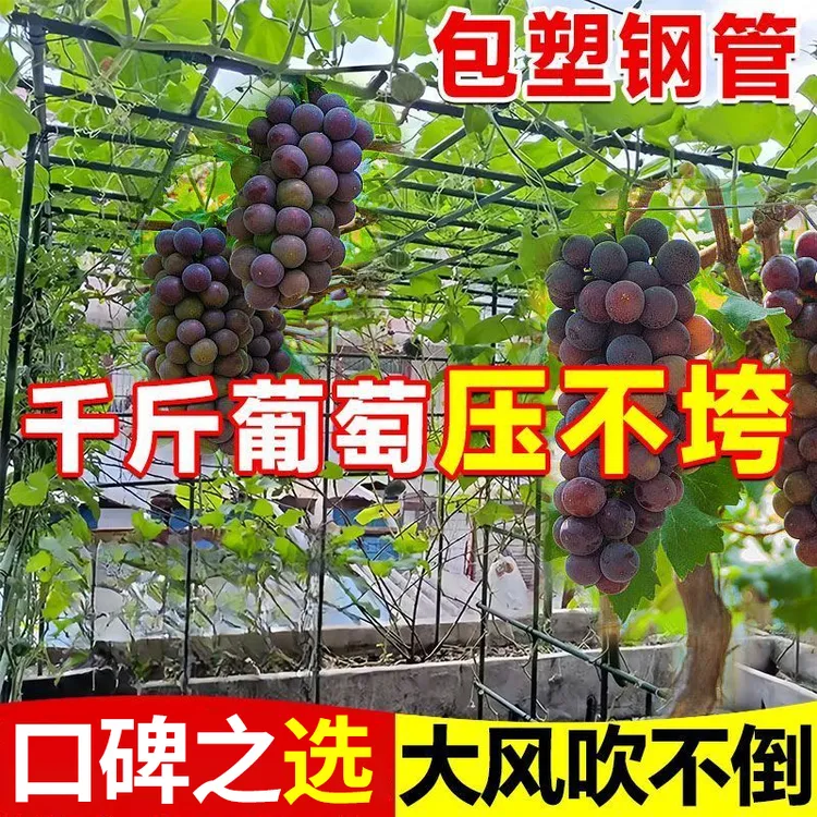 户外花园爬藤架花支架种菜黄瓜豆角攀爬杆商品图