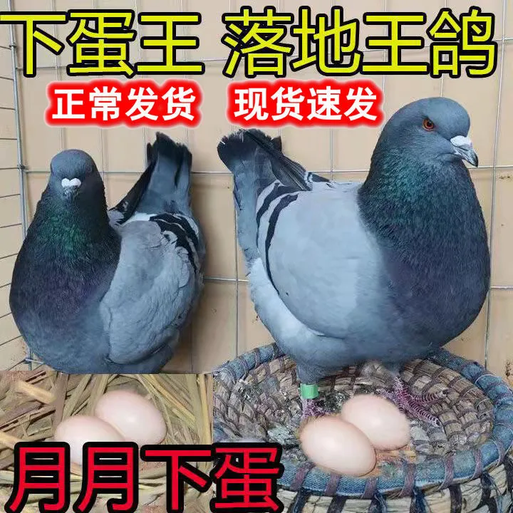 鸽子生鲜乳鸽鸽子一公一母元宝鸽落地王鸽子一对鸽子
