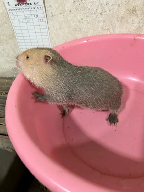 红颊苗宠物苗质量保证