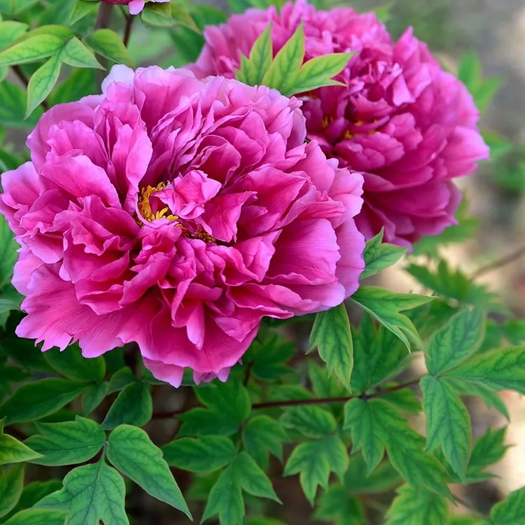 Gulsaray花庭府牡丹花苗盆栽苗庭院地栽盆栽种植花卉牡丹