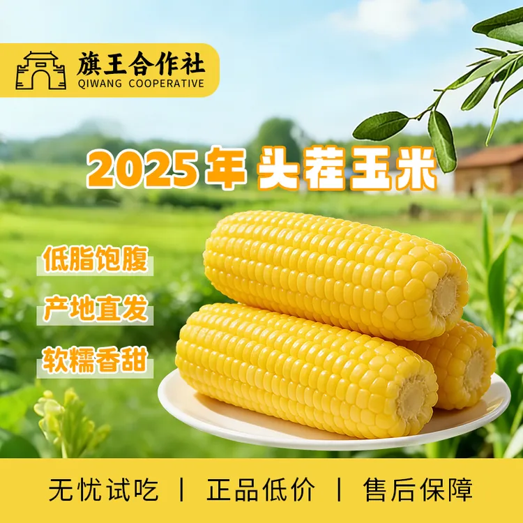 试吃三根【东北头茬黄糯玉米软糯】独立真空包装软糯香甜*10根商品图
