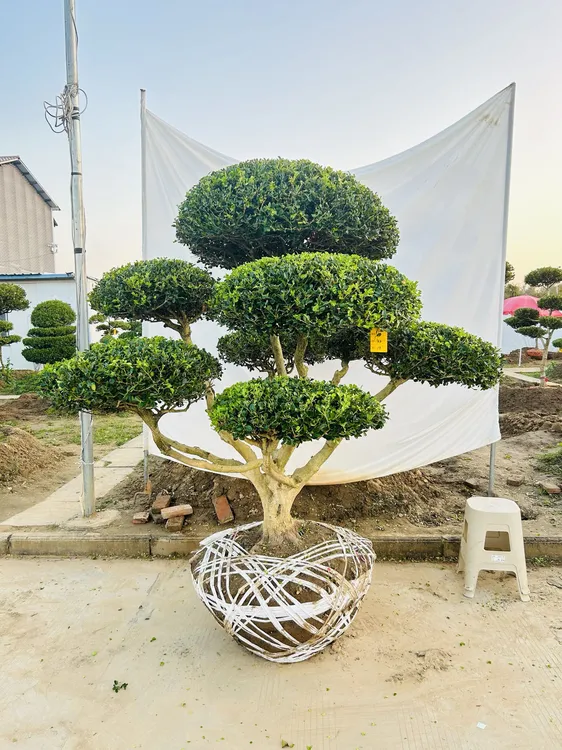 造型黄杨小叶瓜子黄杨庭院植物四季常青耐寒耐旱