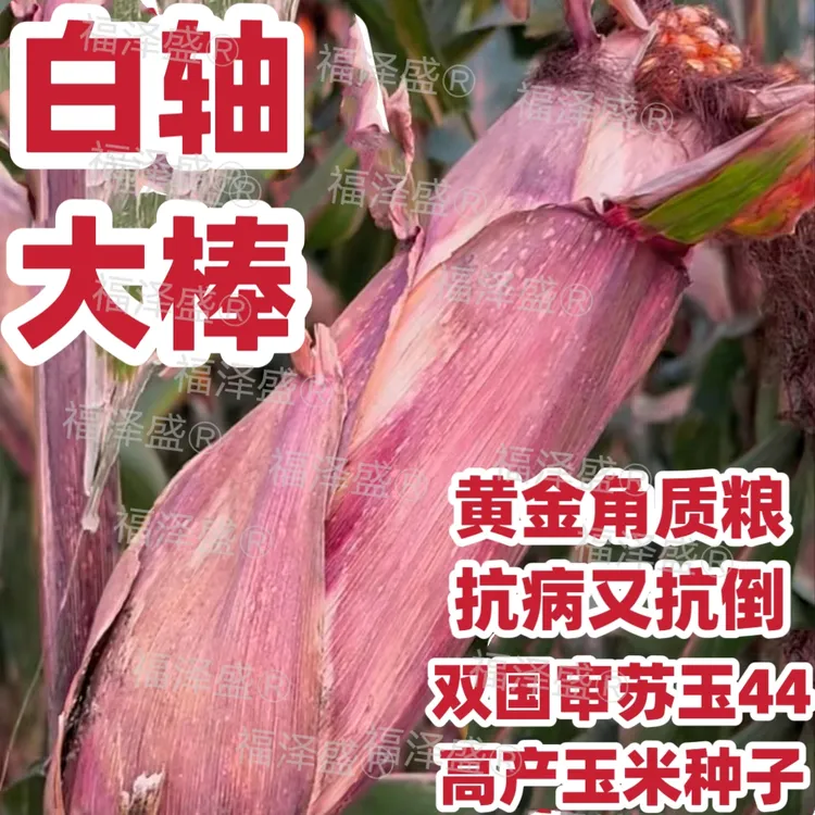 高产玉米种子苏玉44矮杆大棒白轴玉米种