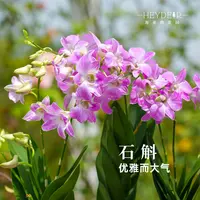 海蒂的花园泼墨石斛家居气质装扮等多年生阳台室内开花绿植盆栽苗