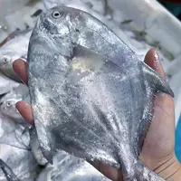 新鲜舟山野生白鲳鱼小银鲳鱼海鲜水产新鲜平鱼扁鱼