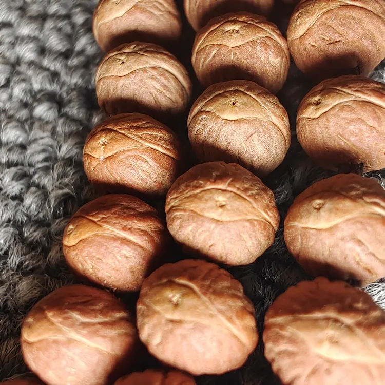 #2637国产纯野生小凤眼酸枣核天然原皮108挂链7.5mm左右122颗