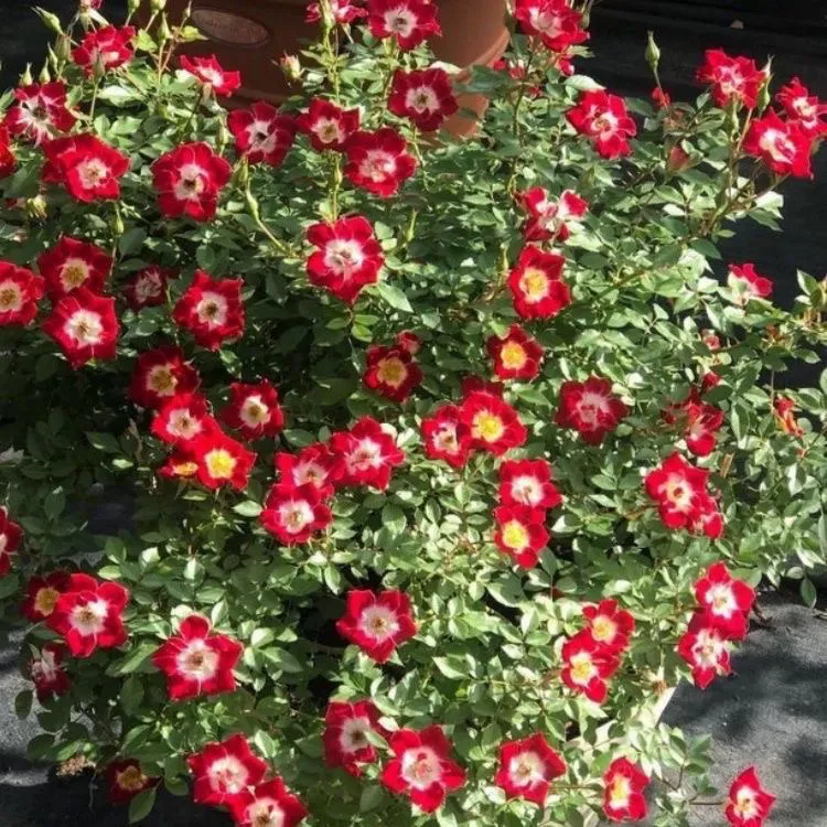 稀有小画家姬月季赤花微型单瓣蔷薇有香味阳台绿植