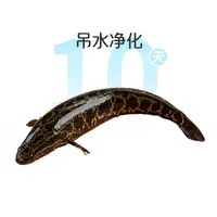 鲜活吊水净化黑鱼1条 约550g