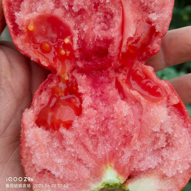 甘肃沙瓤西红柿5斤顺丰包邮新鲜应季上市，农场现摘现发