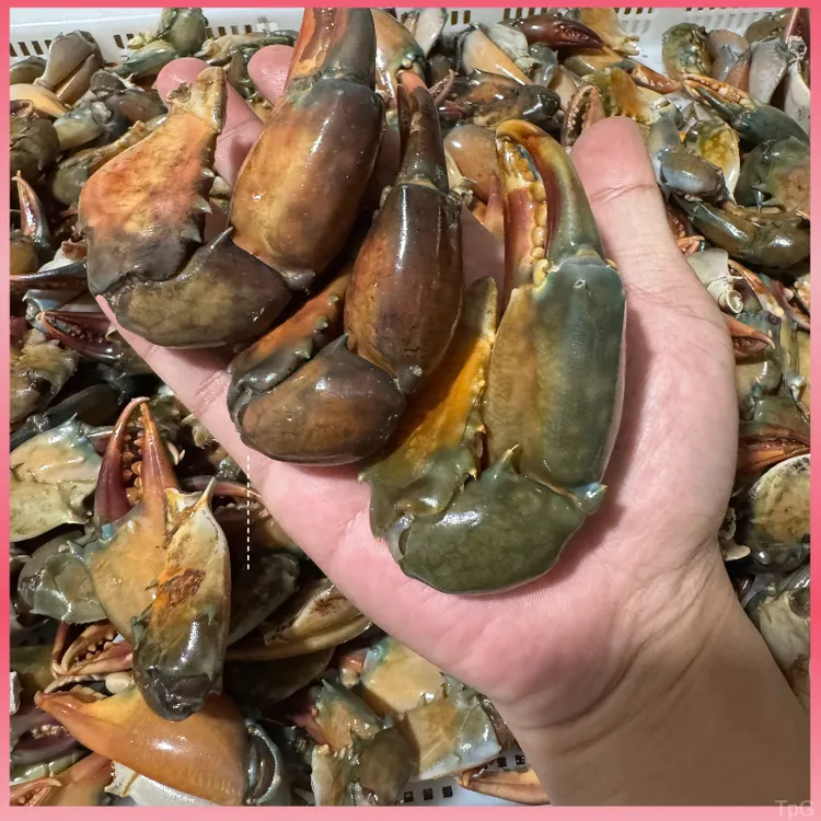 5斤新鲜现取青蟹钳 螃蟹腿 膏蟹脚特大