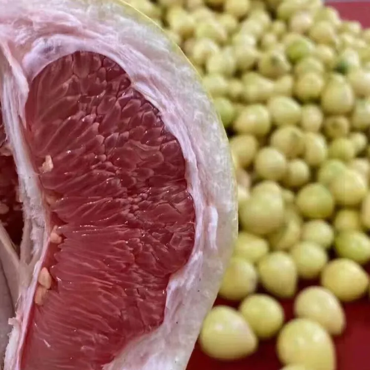 福建平和红心蜜柚老树头茬鲜果现摘皮薄鲜嫩多汁