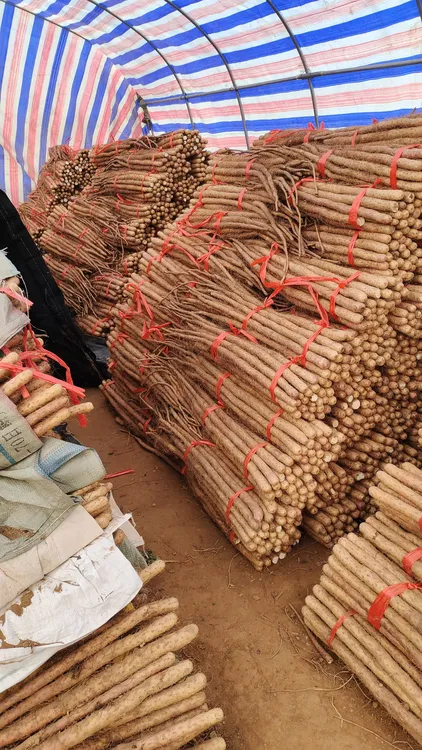 正宗焦作垆土地铁棍山药，四季可食 老少皆宜，送礼更是高大上。