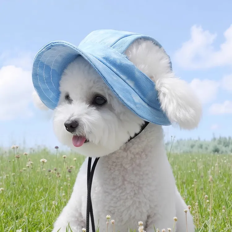 猫咪帽子可爱露耳朵狗狗夏季防晒太阳帽德文猫英短宠物小猫渔夫帽