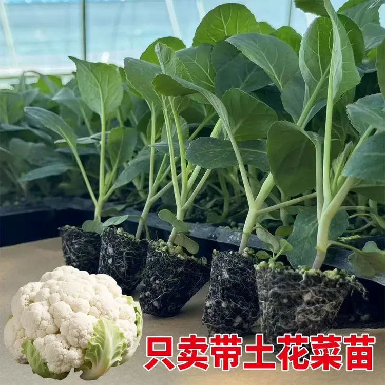 花菜苗秧苗青梗松花菜种苗白花菜四季阳台庭院秋季花椰菜秧苗耐寒