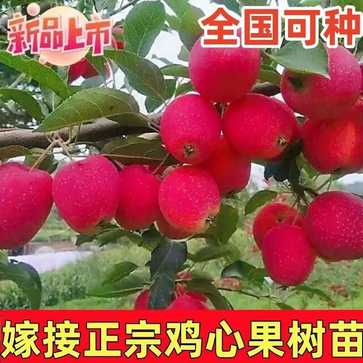 鸡心果树苗嫁接盆栽地栽带土耐寒鸡心果香妃锦绣海棠南北方果树苗