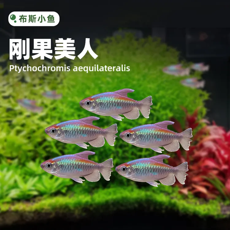 布斯小鱼 刚果美人热带鱼小型观赏鱼草缸造南美缸群游新手好养
