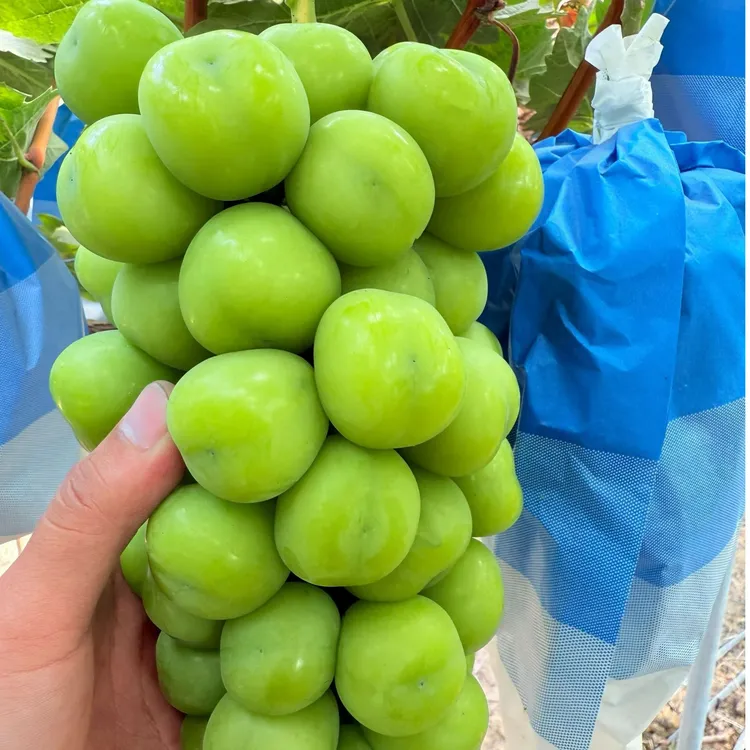 霄游香印-新鲜一级葡萄、权威50项农残检测合格、顺丰包邮水果