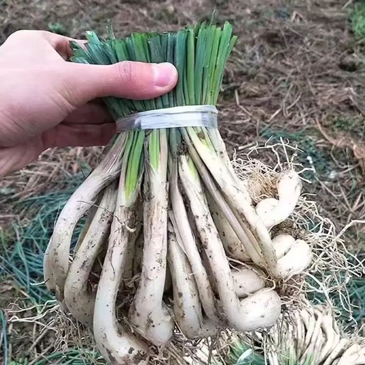 2025冬新出藠头新鲜藠头现挖茭头带叶湖南衡阳农家蔬菜教头农家菜
