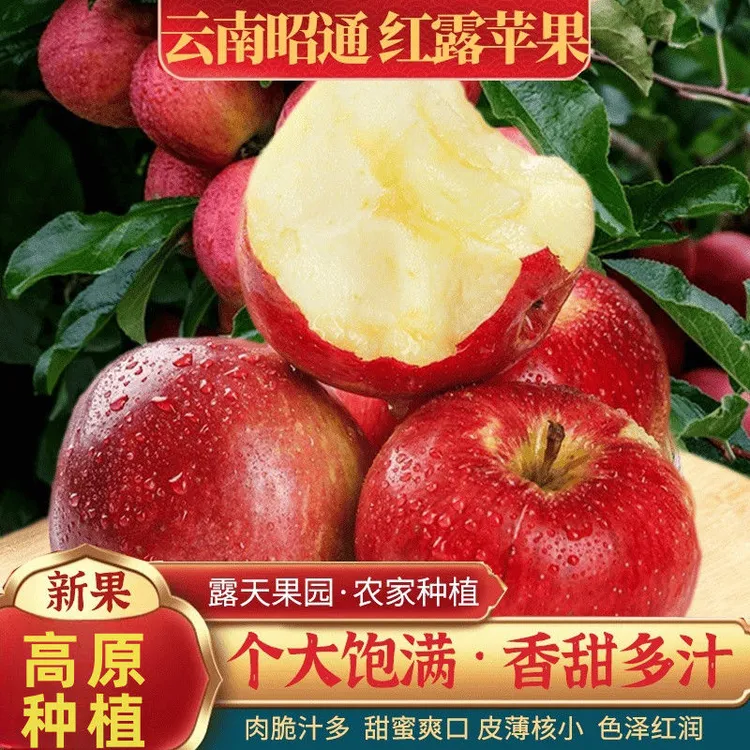 云南高山丑苹果红露糖心头茬当季新鲜平果纯甜无酸果园现摘现发