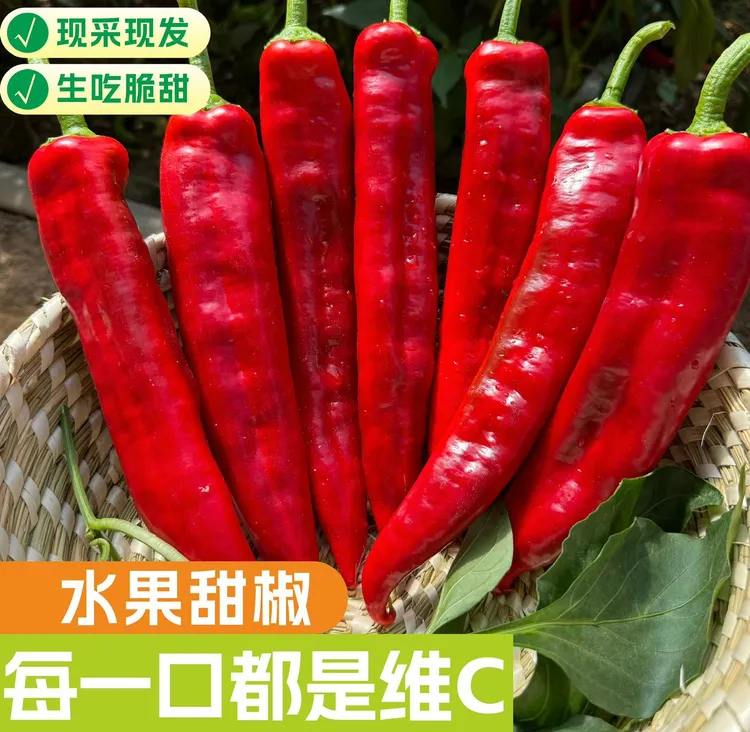 【现摘现发】 帕沃尔红色水果甜椒   生吃脆甜多汁  低卡低热量