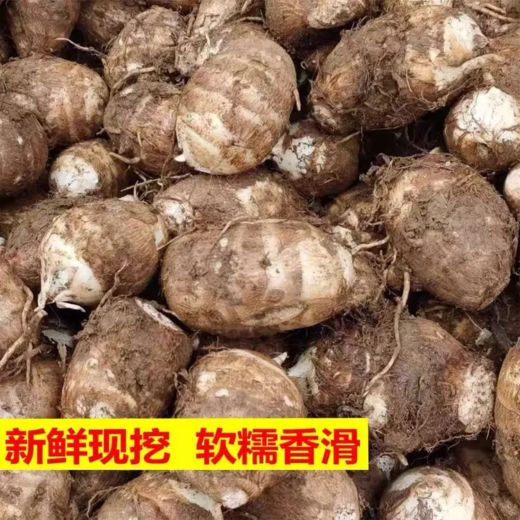 芋头新鲜江西红芽芋头非荔浦芋头农家小芋子毛芋牛奶芋头香芋芋艿