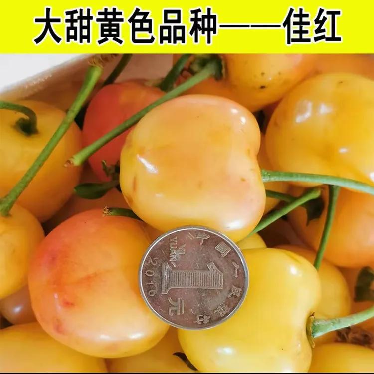 黄大樱桃树苗嫁接南方北方种植盆栽地栽露天大棚车厘子大樱桃树苗