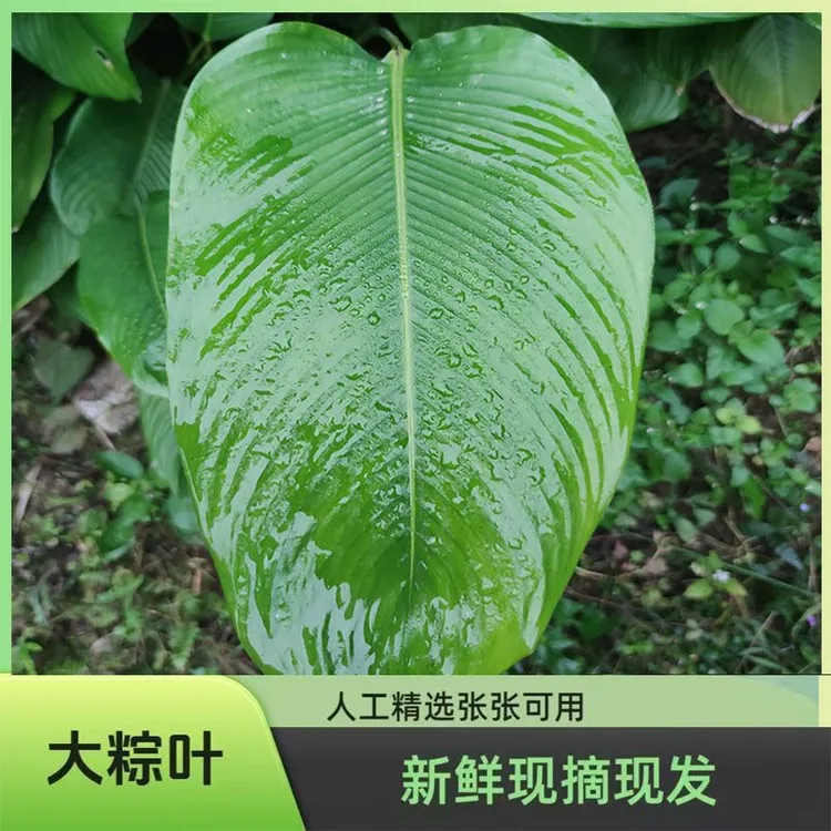 广西新鲜大粽叶可包粽子特大号粽叶冬叶肇庆裹蒸粽柊叶