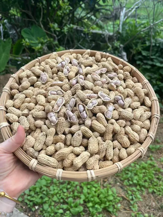 农家水煮花生纯日晒带壳盐水煮带你寻找小时候的味道