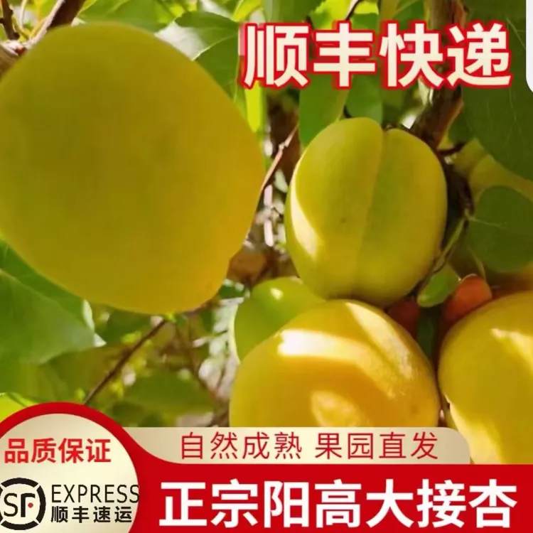 阳高大接杏净重9.4’现摘现发，露天种植有小疤痕