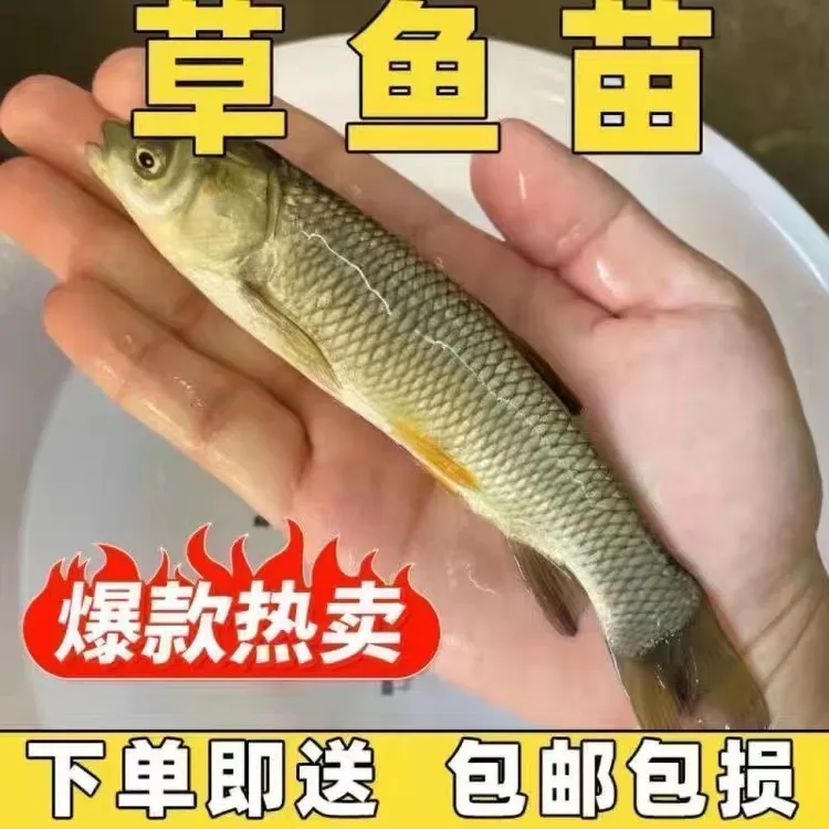 7-16公分草鱼大规格半年上市鲤鱼能吃草皖鱼大草鱼红眼鱼