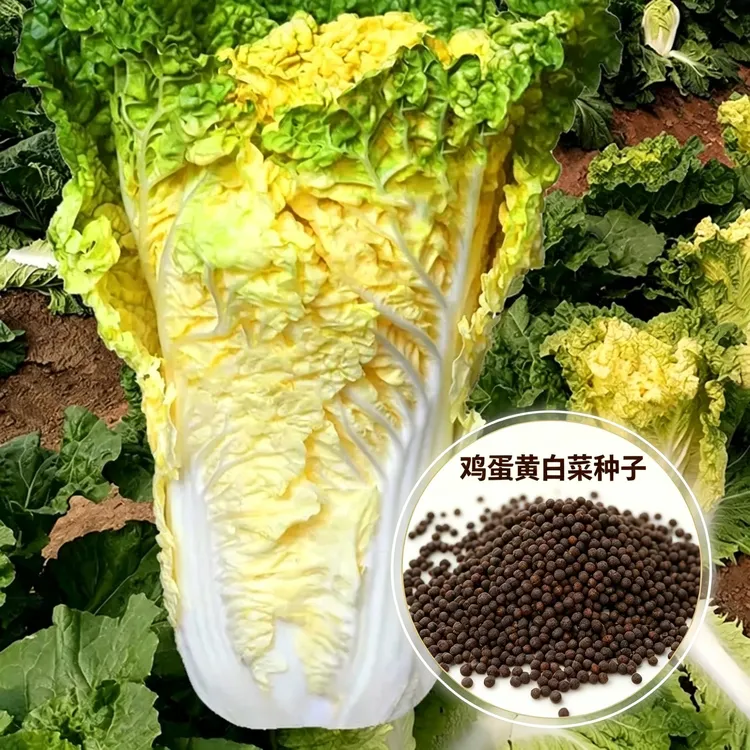 【鸡蛋黄大白菜】种子黄心高桩大白菜种子快菜种籽家庭蔬菜种子商品图