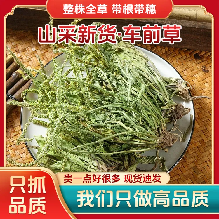 【车前草】当季新品可泡水煮鸡蛋泡茶不熏硫凉茶清热品