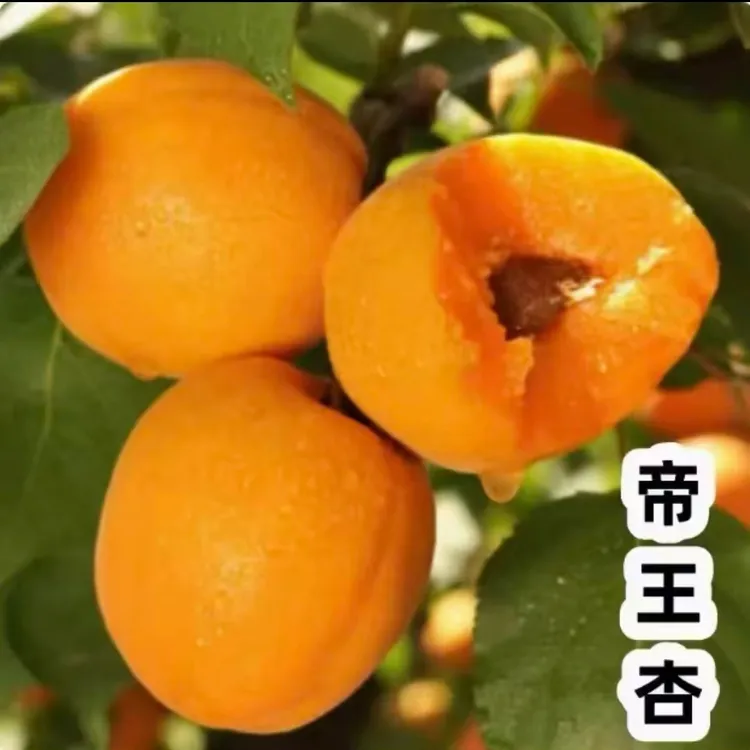 杏树苗特大帝王杏子树苗大果盆栽地栽耐寒耐旱南北方种植当年结果